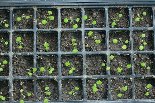 Young seedlings of Alps strawberries in reusable plastic tray. Sprouts of wild Fragaria vesca cultivated  at home from seeds.