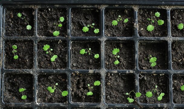 Young seedlings of Alps strawberries in reusable plastic tray. Sprouts of wild Fragaria vesca cultivated  at home from seeds.