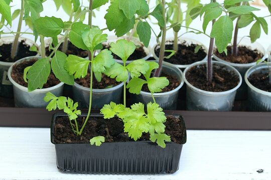Celery seedlings in reusable plastic tray in front on white wood table. Sprouts of celery Apium graveolens var. dulce,  tomato seedlings at back.
