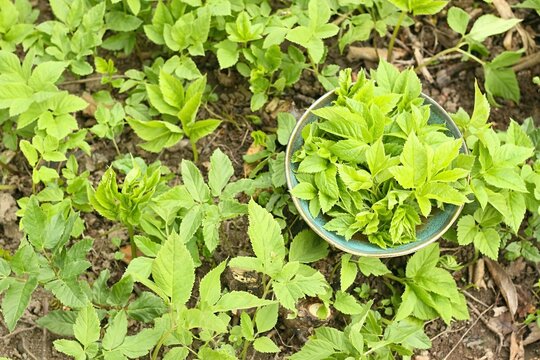 Aegopodium podagraria, commonly called ground elder or bishop&acute;s weed in a bowl. It is used as food and  in traditional medicine for painful joints.