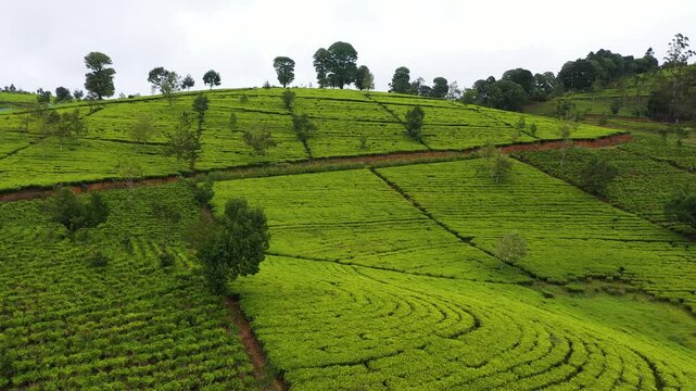 Aerial view of Tea plantation on top of mountain. Nuwara Eliya, Sri Lanka. Tea estate landscape.