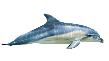Fototapeta premium Isolated Dolphin swimming gracefully, underwater mammal with sleek skin and streamlined body