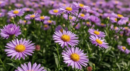 Obraz premium Purple Aster Meadow Blooms Swaying in Sunlight with Floral Dream.