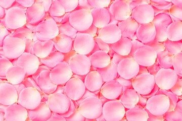 Obraz premium Pink rose petals flat lay macro texture top view.