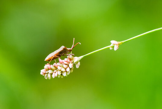 Border bug on a flower against a green background. Close-up of the insect in nature. Coreidae.
