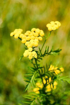 Yellow flowers of tansy. Close-up of a flowering plant. Tanacetum vulgare.
