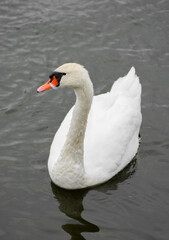 Obraz premium Portrait of a white swan on the water. Close-up of the bird. 