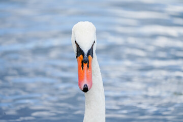 Obraz premium Portrait of a white swan on the water. Close-up of the bird. 