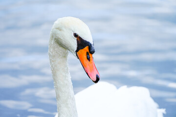 Obraz premium Portrait of a white swan on the water. Close-up of the bird. 
