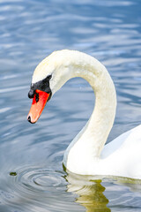 Fototapeta premium Portrait of a white swan on the water. Close-up of the bird. 