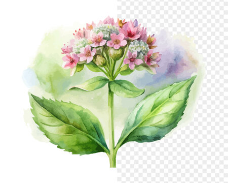 Watercolor Valeriana Officinalis Flower, Natural Herbal Floral Vector Isolated on White