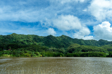 Mangrove on the Coast of Tahaa Island, French Polynesia
