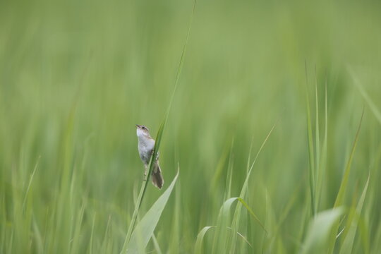 The marsh grassbird (Helopsaltes pryeri), also known as the Japanese swamp warbler, is a species of Old World warbler in the family Locustellidae.