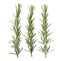 Obraz premium Fresh rosemary sprigs with vibrant green leaves and woody stems isolated on transparent background