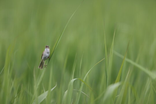 The marsh grassbird (Helopsaltes pryeri), also known as the Japanese swamp warbler, is a species of Old World warbler in the family Locustellidae.