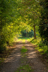 Easy Hiking Trail Forest Plants