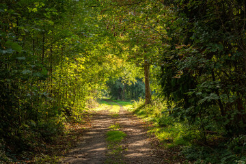 Easy Hiking Trail Forest Plants