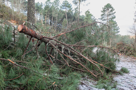 Abate de pinheiros para a explora&ccedil;&atilde;o madeireira numa encosta florestal sob uma geada de inverno