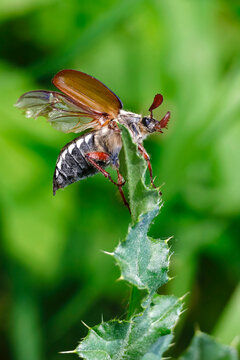 May beetle on green leaf in garden Upper Lusatia Germany close up