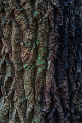 Obraz premium Old tree trunk covered in lush green moss