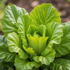 Obraz premium Fresh green lettuce growing in the garden, close-up shot with blurred background, vibrant and healthy leaves