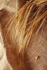 Fototapeta premium Wheat stalks laid on burlap showing farming practice during harvest season