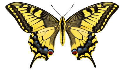 Isolated swallowtail butterfly spreads wings, beautiful insect shows yellow and black markings © Elvin