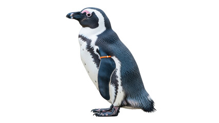 Isolated African Penguin standing upright and looking to the left in a wildlife scene © Elvin