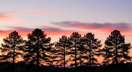 Silhouetted pine trees against a vibrant sunset sky with warm orange and pink hues