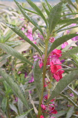 Fototapeta premium Impatiens balsamina flower plant on bag