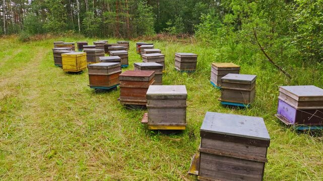 Drone glides over colorful beehives surrounded by buzzing bees and nature