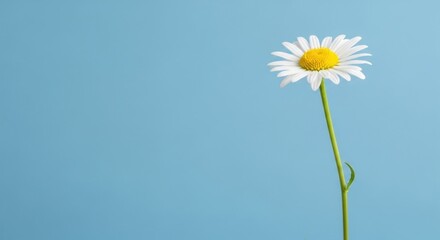 A single white flower with a yellow center stands against a blue background