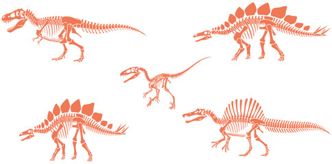 Prehistoric Wonders: Five distinctive dinosaur skeletons stand out, showcasing the grandeur of the prehistoric era. A fascinating study of creatures from an age long past, revealing ancient life. © Syed fezan raza