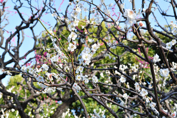 Obraz premium 梅の花 白 ピンク