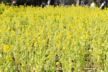 黄色の花　菜の花