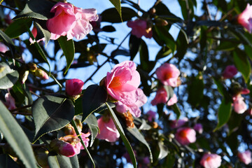 ピンク色の花　ツバキ