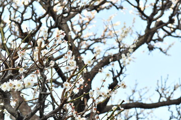 白色の花　梅