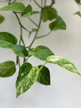Efeutute Close Up