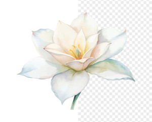 Obraz premium Watercolor Tuberose Flower Illustration, Elegant White Floral Art, isolated on white background