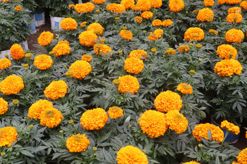 orange colored marigold flower plant on farm for harvest