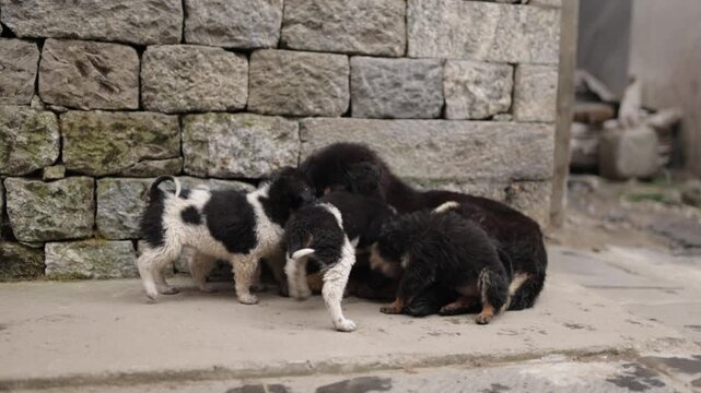 a litter of nepalese street dogs in Lukla, Nepal