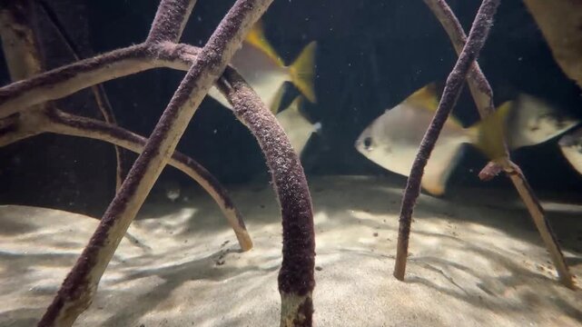 Pesci che si muovono nell'acquario