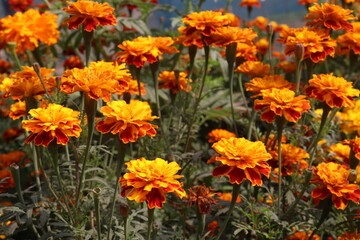Obraz premium orange colored marigold flower plant on farm for harvest