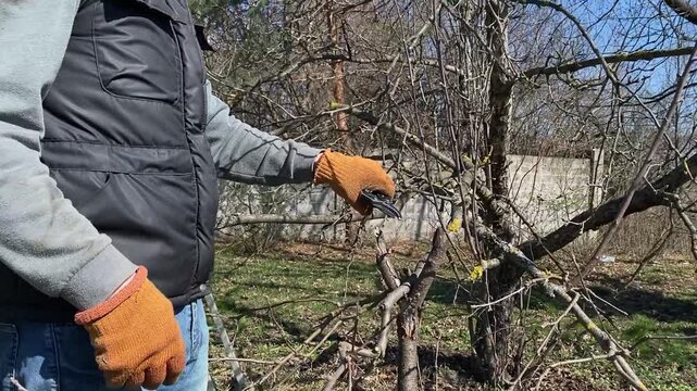 Young man pruning trees and caring for a garden using hand tools on a sunny early spring day. Seasonal gardening work, trimming branches, yard maintenance and fresh start concept in bright sunlight.
