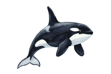 Majestic Killer Whale Swimming Gracefully in Ocean Waters. © Hato