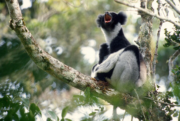 Fototapeta premium Critically endangered indris (Indri indri) giving its territorial call from a tree. Local name is babakoto. Threatened with extinction, it is the largest lemur