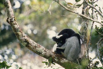Fototapeta premium Critically endangered indri (Indri indri) resting in a tree. Local name is babakoto. Threatened with extinction, it is the largest lemur