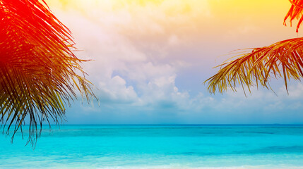 Summer colorful theme with palm trees leaf background as texture frame image background	