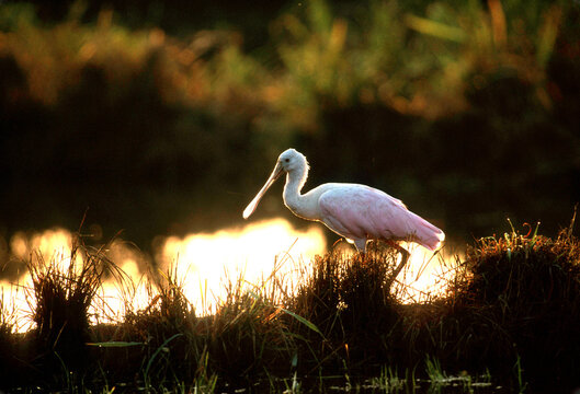 Roseate spoonbill, Platalea ajaja, at sunrise, in Costa Rica
