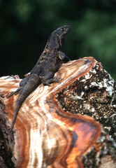Fototapeta premium Black Spiny-tailed Iguana (Ctenosaura similis) in Costa Rica 